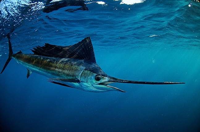 Sailfish